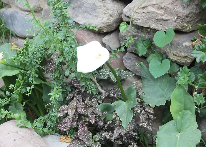 Killari * Ollantaytambo